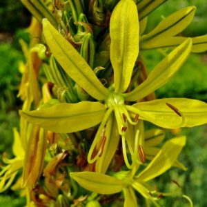 Asphodeline Lutea  - KINGS SPEAR - 2 litre pot