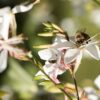 Gaura - The Bride 2 litre pot - Image 3