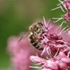Eupatorium Cannabinum - Hemp-agrimony - 2 litre pot - Image 2