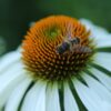 Echinacea White Swan - Prairie Cone Flower 2 litre pot - Image 4