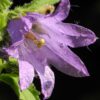 Campanula - Latifolia  - 2 litre pot - Image 4
