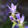 Campanula - Glomerata - 2 litre pot - Image 4