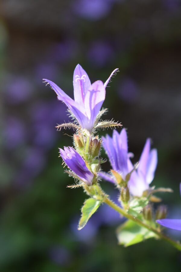 Campanula - Glomerata - 2 litre pot - Image 4