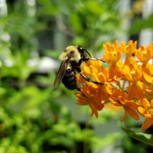 Asclepias - Apollo (Butterfly Weed) 2 litre pot