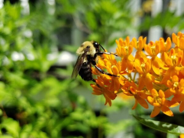 Asclepias - Apollo (Butterfly Weed) 2 litre pot