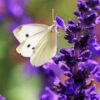 Salvia - Amistad - 2 litre pot - Available from June - Image 3