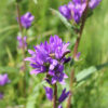 Campanula - Glomerata Seeds