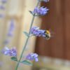 Calamintha Nepeta Big Blue Cloud - Catmint - 2 litre pot - Image 2