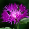 Centaurea - Dealbata (Cornflower) - 2 litre pot - Image 2