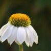 Echinacea White Swan - Prairie Cone Flower 2 litre pot