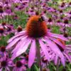 Echinacea - Pallida - Prairie cone flower - 2 litre pot
