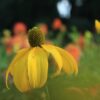 Echinacea Paradoxa - Prairie Cone FLower - 2 litre pot - Image 3