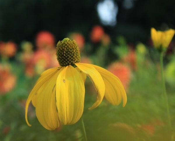 Echinacea Paradoxa - Prairie Cone FLower - 2 litre pot - Image 3