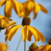 Echinacea Paradoxa - Prairie Cone FLower - 2 litre pot