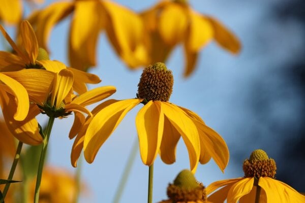 Echinacea Paradoxa - Prairie Cone FLower - 2 litre pot