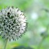 Echinops Spaerocephalus -The Great Globe Thistle - Image 2