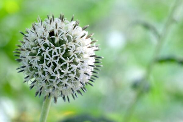 Echinops Star Frost - small white - 2 litre Tall pot - Image 2