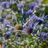 Eryngium - Planum 'Blue Hobbit' - 2 litre pot - Image 3