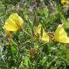 Oenothera Odorata (Evening Primrose) 2 litre pot - Image 3