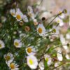 Erigeron Karvinskianus (Mexican fleabane) 2 litre pot