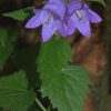 Campanula - Latifolia  - 2 litre pot - Image 3