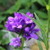 Campanula - Glomerata - 2 litre pot - Image 3