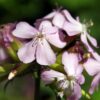 Saponaria Officinalis -Soap Wort- MOTH HOST PLANT! - 2 litre pot - Image 3
