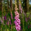 Mother's Day Pollinator Gift Seeds Selection - Image 5