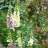 Enchanted Seed Gift Pack 5 bags for £6.00 Easy Throw 'n Grow Mix - Image 4