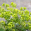 Alchemilla Mollis  -  2 litre pot
