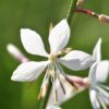 Gaura - The Bride 2 litre pot - Image 2