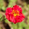 Geum -Mrs Bradshaw - 2 litre pot - Image 2