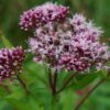Eupatorium Cannabinum - Hemp-agrimony - 2 litre pot