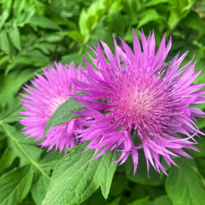 Centaurea - Dealbata (Cornflower) - 2 litre pot