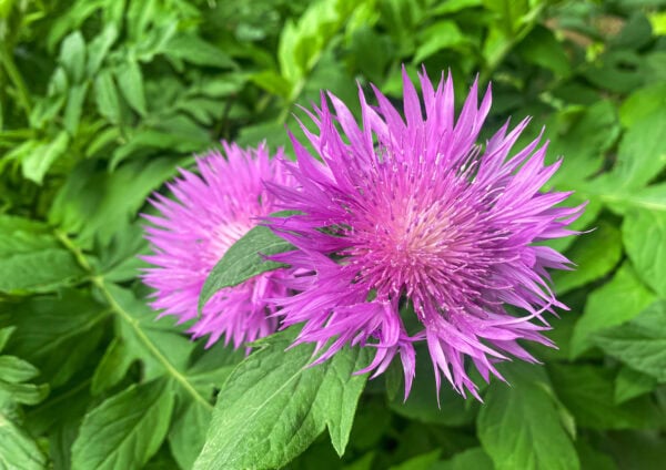 Centaurea - Dealbata (Cornflower) - 2 litre pot