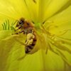 Oenothera Odorata (Evening Primrose) 2 litre pot - Image 2