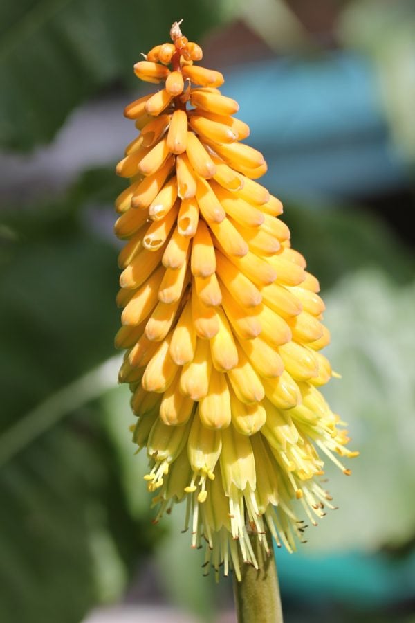 Kniphofia (Red Hot Poker) 'Tawny King' 2 litre tall pot