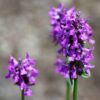 Betonica Officinalis -Betony - 2 litre pot - Image 2