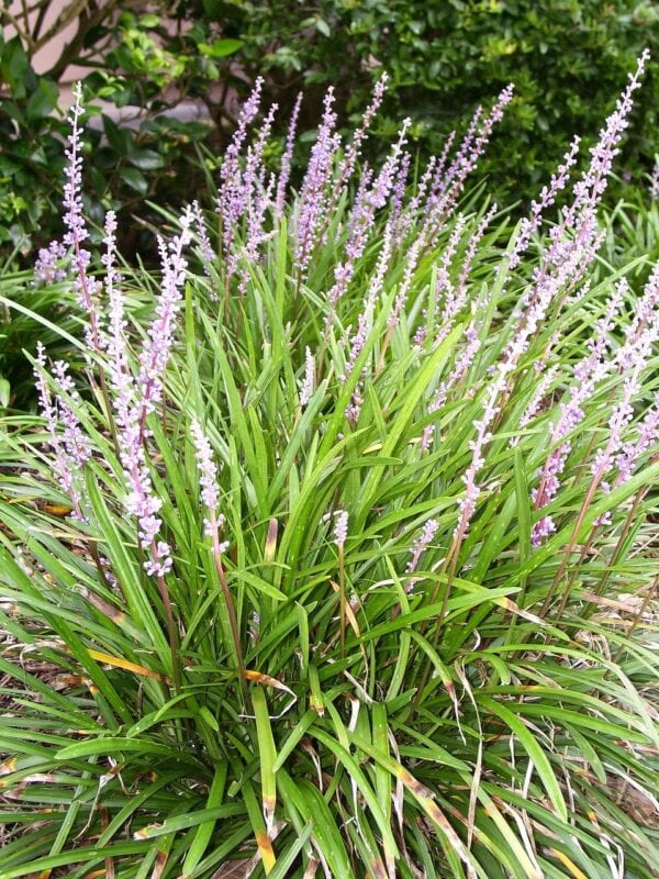Liriope Mascari Big Blue - Lilly Turf -2 litre pot - Image 2