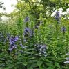 Lobelia Pale Blue Selection (Siphilitica) -2 litre pot - Image 2