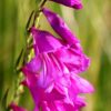 Hardy Gladiolus Byzantinus - 5 in a 2 litre pot