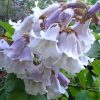 Paulownia or 'Empress' or 'foxglove' tree 5 litre - Ready Autumn 2025