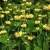 Phlomis russeliana (Jerusalem Sage) - 2 litre pot - Image 2