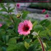 POTENTILLA -  HELEN JANE - 2 LITRE POT