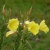 Oenothera Odorata (Evening Primrose) 2 litre pot
