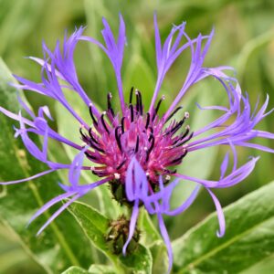 Centaurea - Montana (Cornflower) - 2 litre pot