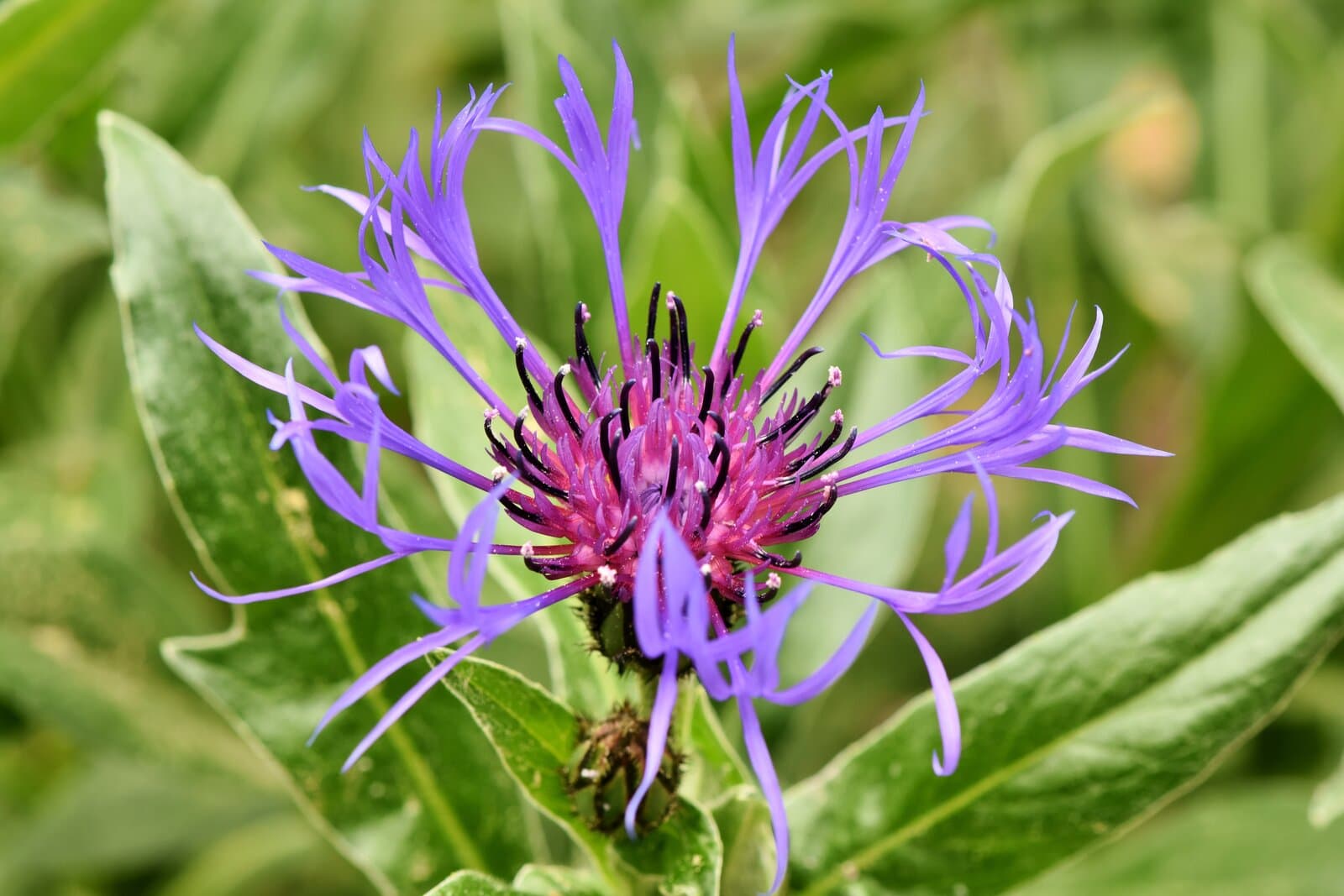 Centaurea - Montana (Cornflower) - 2 litre pot