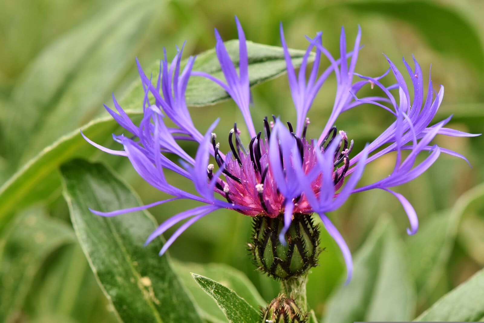 Centaurea - Montana (Cornflower) - 2 litre pot - Image 2