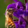 Salvia - Amistad - 2 litre pot - Available from June - Image 4