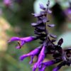 Salvia - Amistad - 2 litre pot - Available from June - Image 2